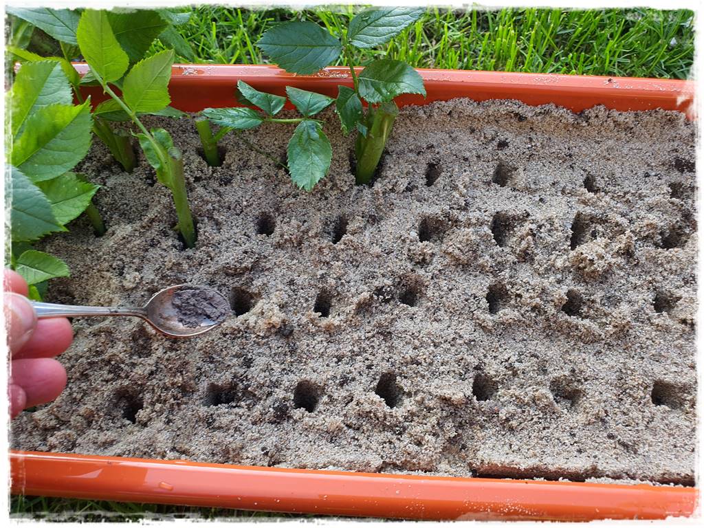 Jak rozmnożyć róże 15