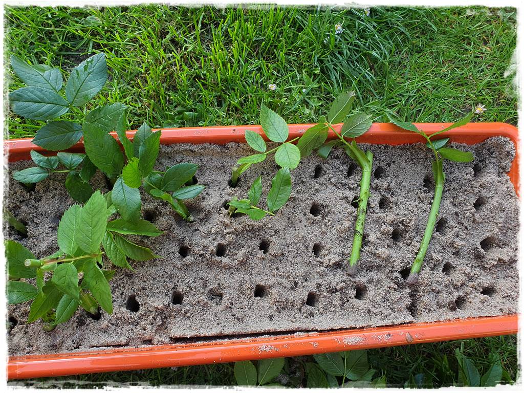 Jak rozmnożyć róże 17 Jak rozmnożyć róże 17