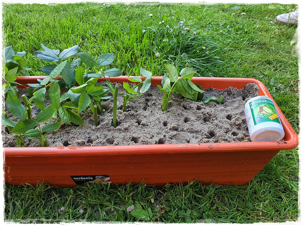 Jak rozmnożyć róże 18 Jak rozmnożyć róże 18