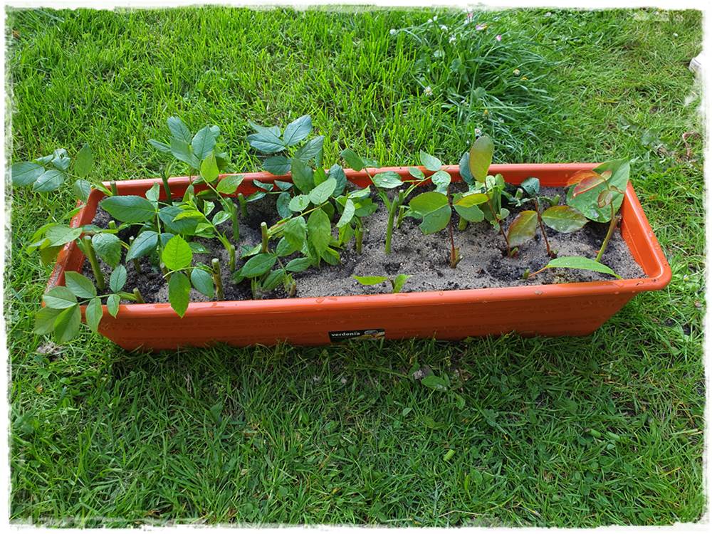 Jak rozmnożyć róże 19 Jak rozmnożyć róże 19