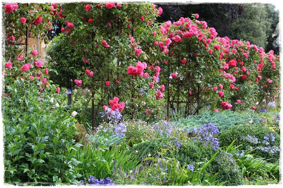 Jak rozmnożyć róże 1a