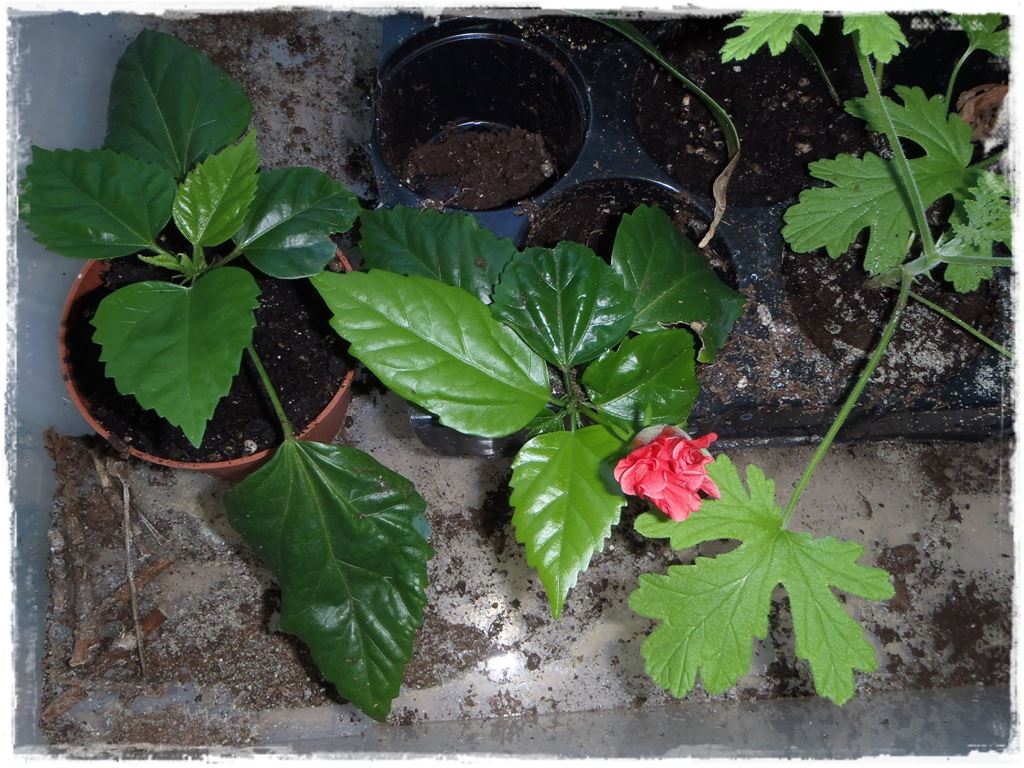 Jak rozmnożyć róże 2