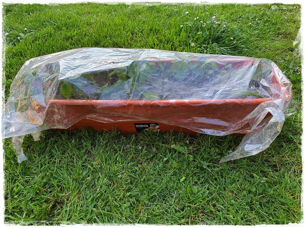 Jak rozmnożyć róże 20 Jak rozmnożyć róże 20