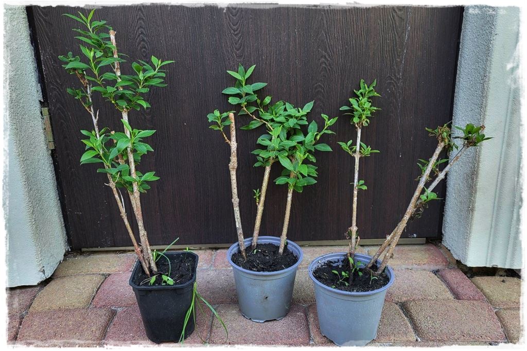 Jak rozmnożyć róże 21 Jak rozmnożyć róże 21