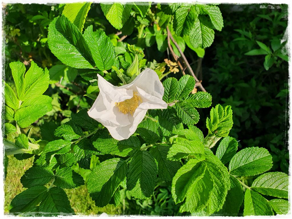 Jak rozmnożyć róże 3