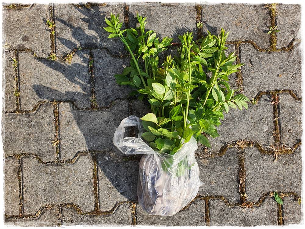 Jak rozmnożyć róże 4