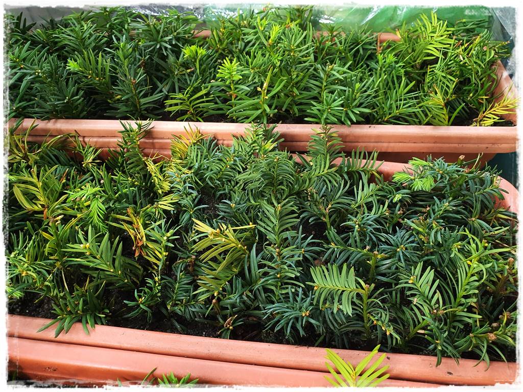 Jak rozmnożyć róże 5