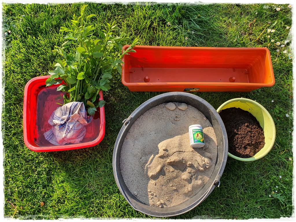 Jak rozmnożyć róże 7