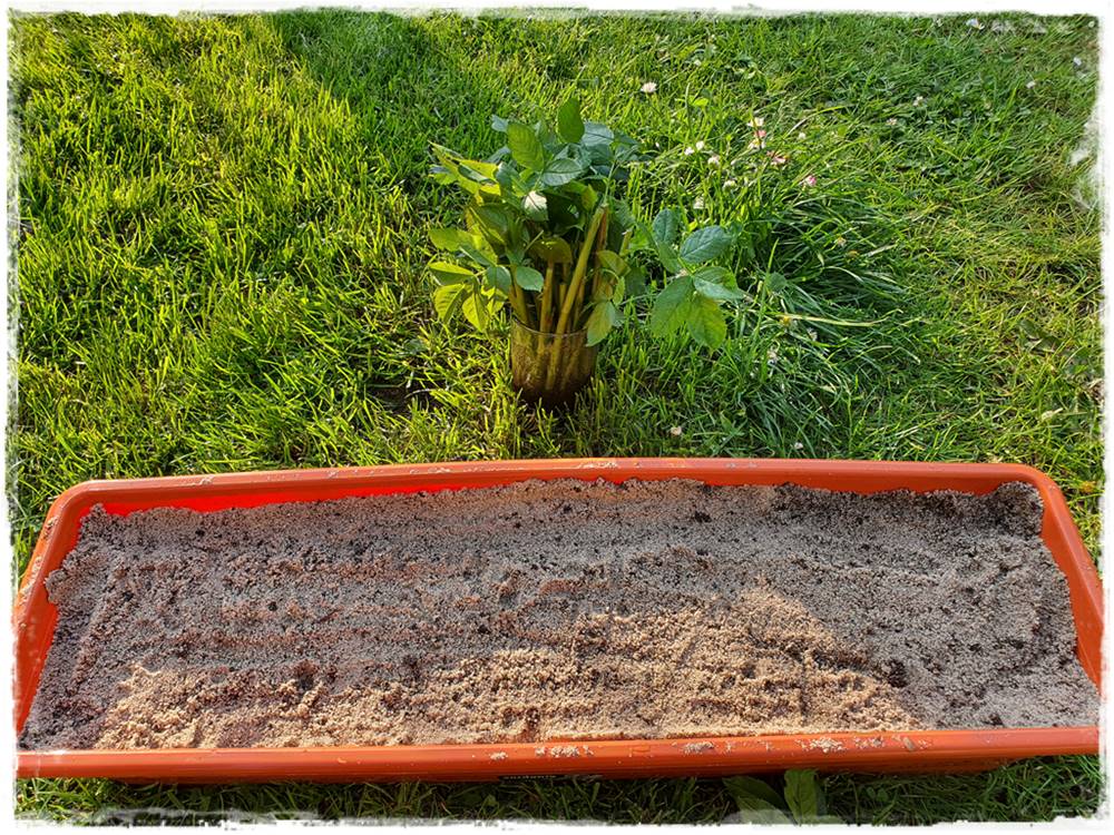 Jak rozmnożyć róże 8 Jak rozmnożyć róże 8