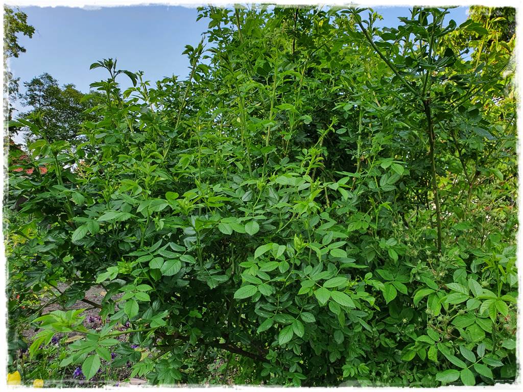 Jak rozmnożyć róże 9 Jak rozmnożyć róże 9