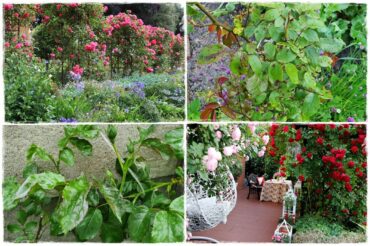 Jak zwalczyć choroby grzybowe róż 1