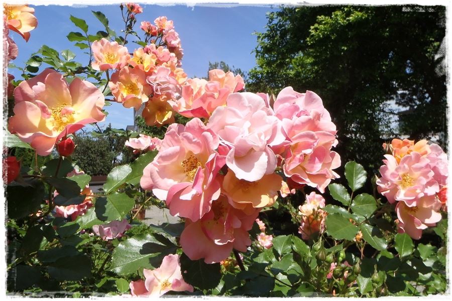 Jak zwalczyć choroby grzybowe róż 3