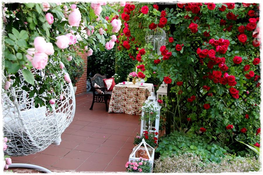 Jak zwalczyć choroby grzybowe róż 4