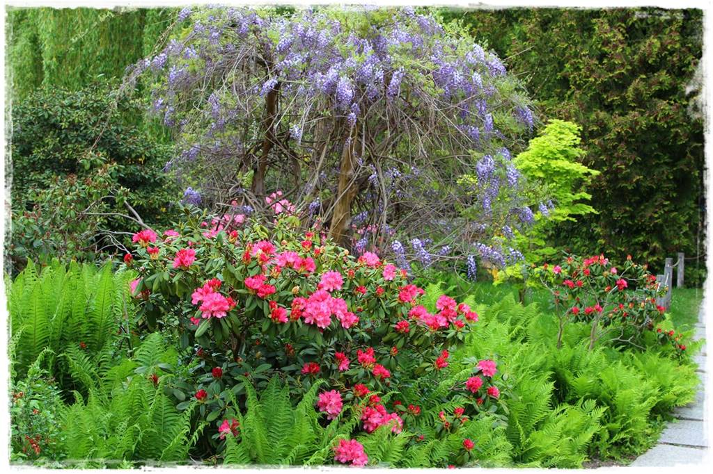 Ogród japoński 17 Ogród japoński 17