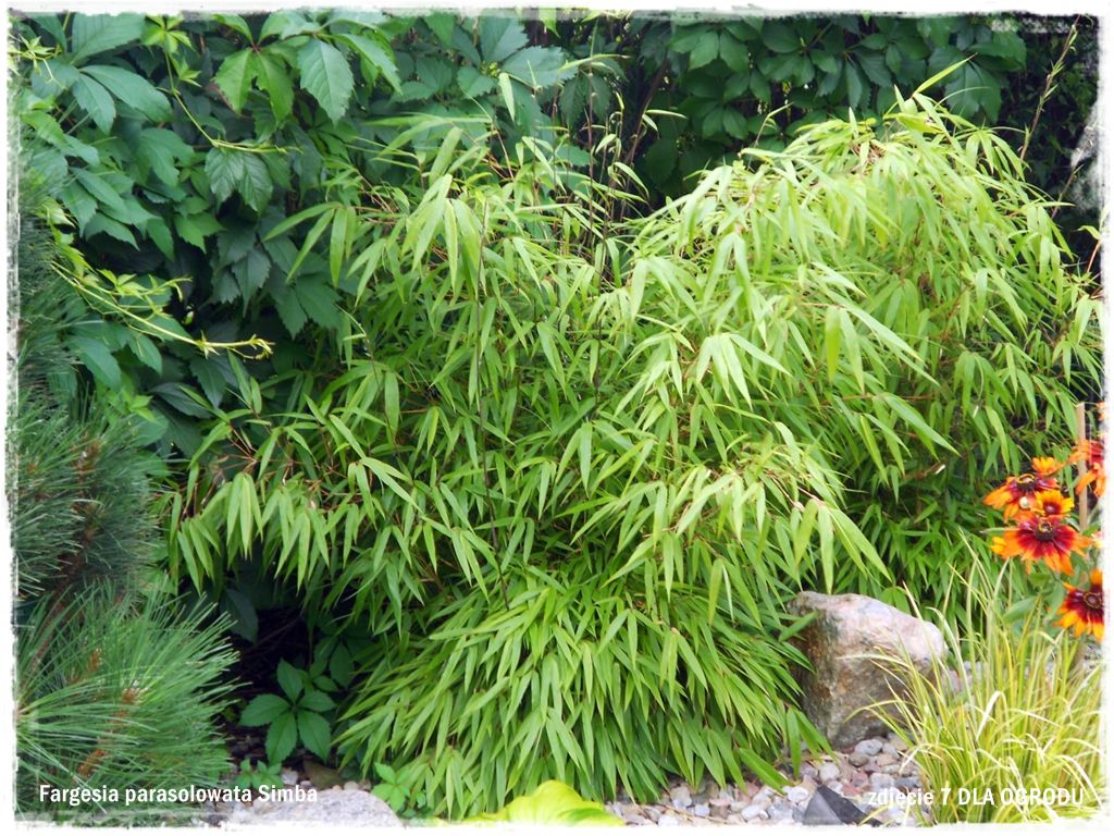 Ogród japoński 25 Ogród japoński 25