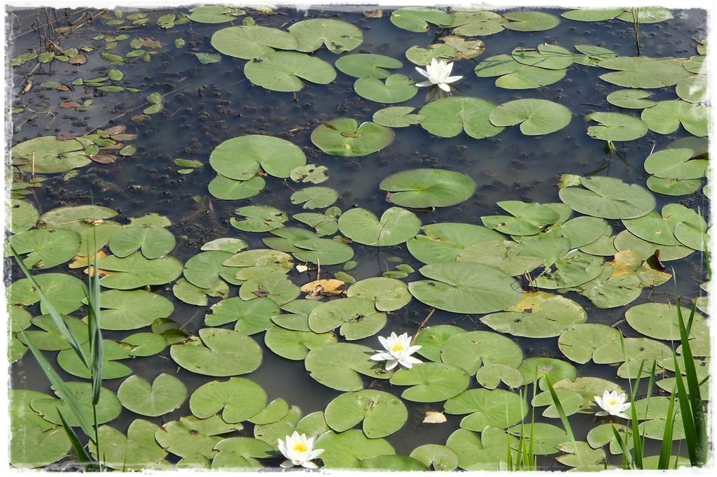 Ogród japoński 35 Ogród japoński 35