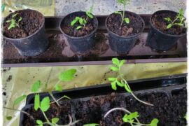 Pikowanie rozsady pomidora 1