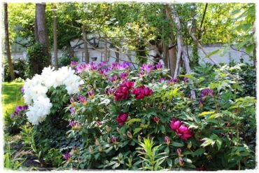 Piwonia krzewiasta 1