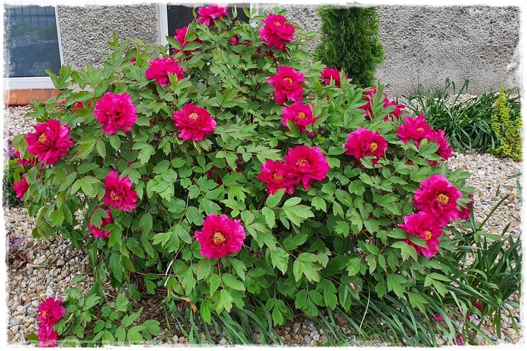 Piwonia krzewiasta 10