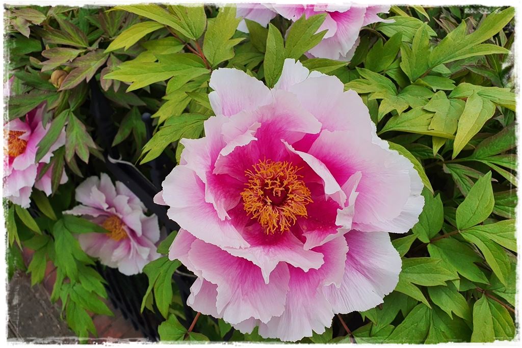 Piwonia krzewiasta 11