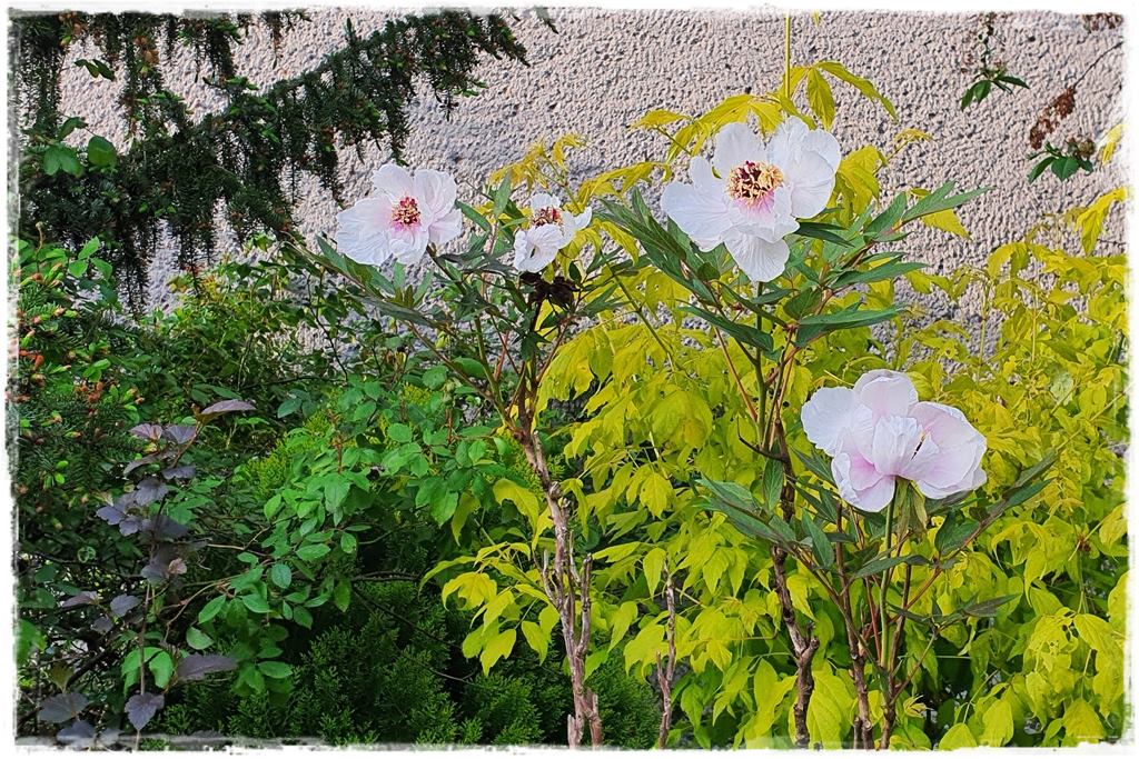 Piwonia krzewiasta 12