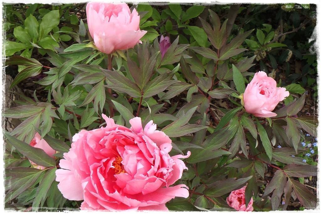 Piwonia krzewiasta 13