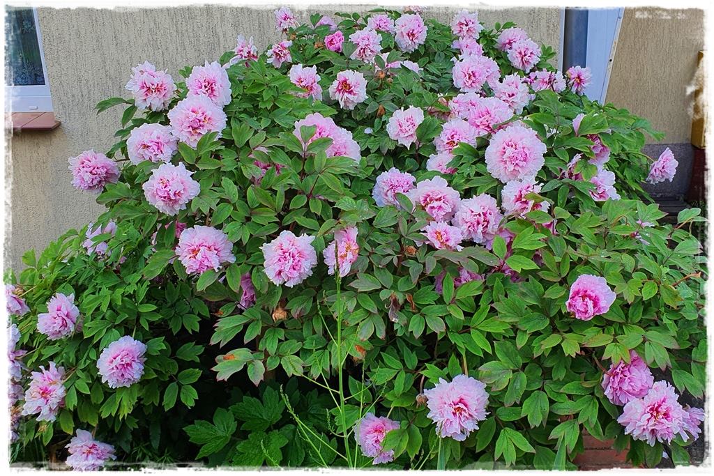 Piwonia krzewiasta 14