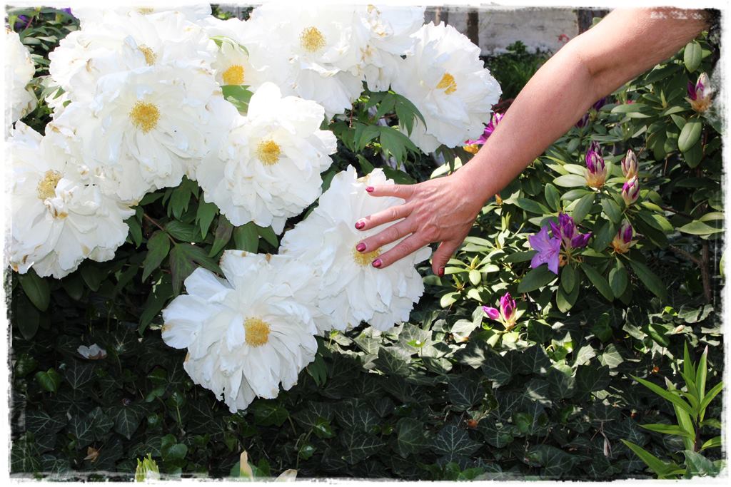 Piwonia krzewiasta 15