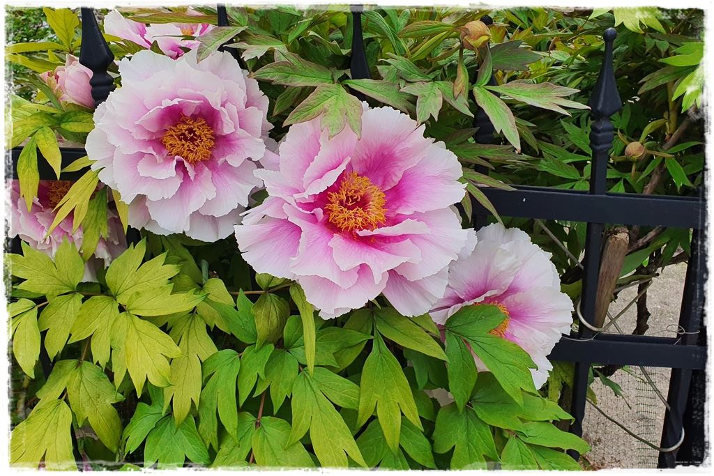 Piwonia krzewiasta 2