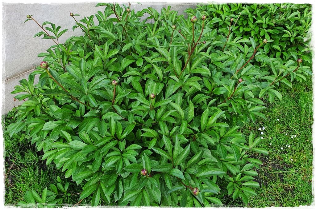 Piwonia krzewiasta 4a