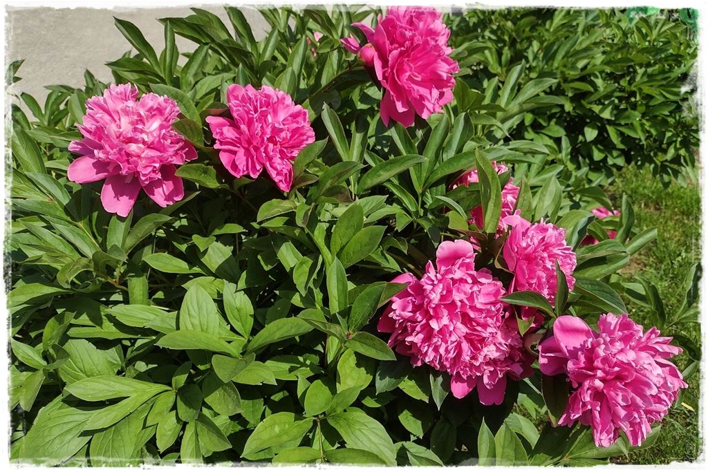 Piwonia krzewiasta 5