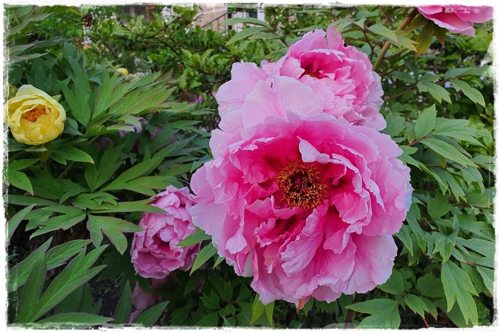 Piwonia krzewiasta 7