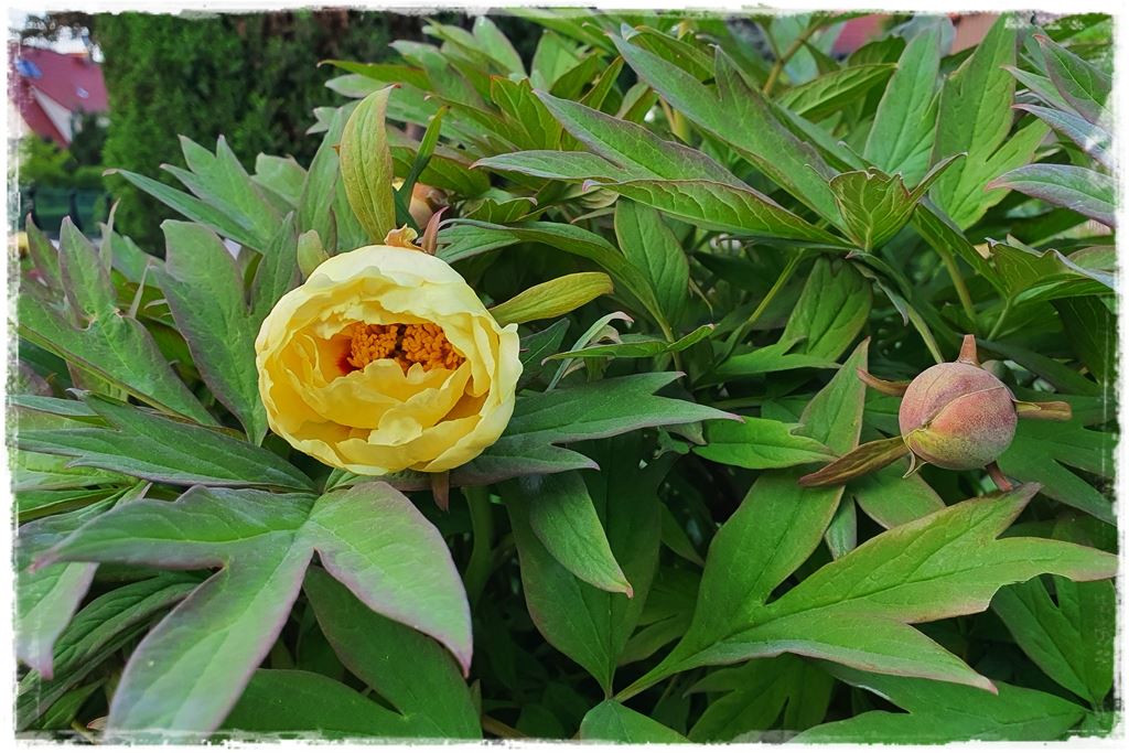 Piwonia krzewiasta 8