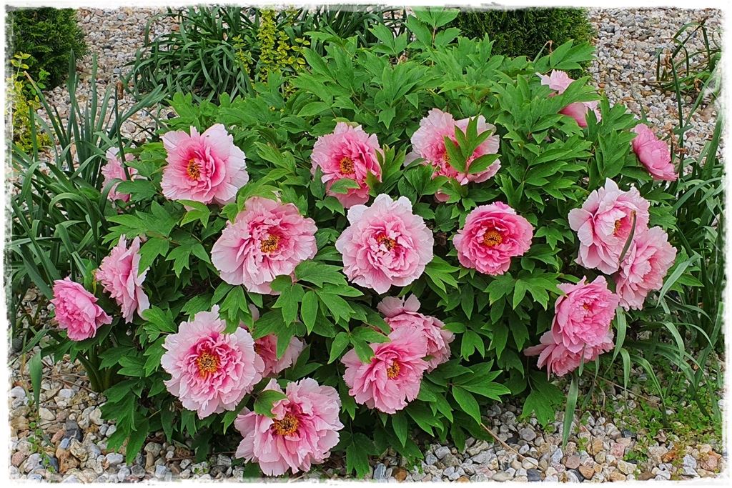 Piwonia krzewiasta 9