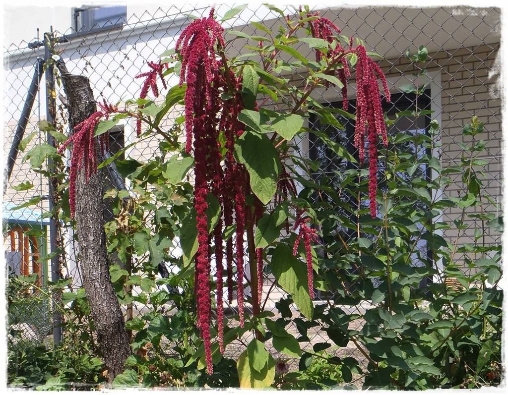 Siew kwiatów wprost do gruntu 10