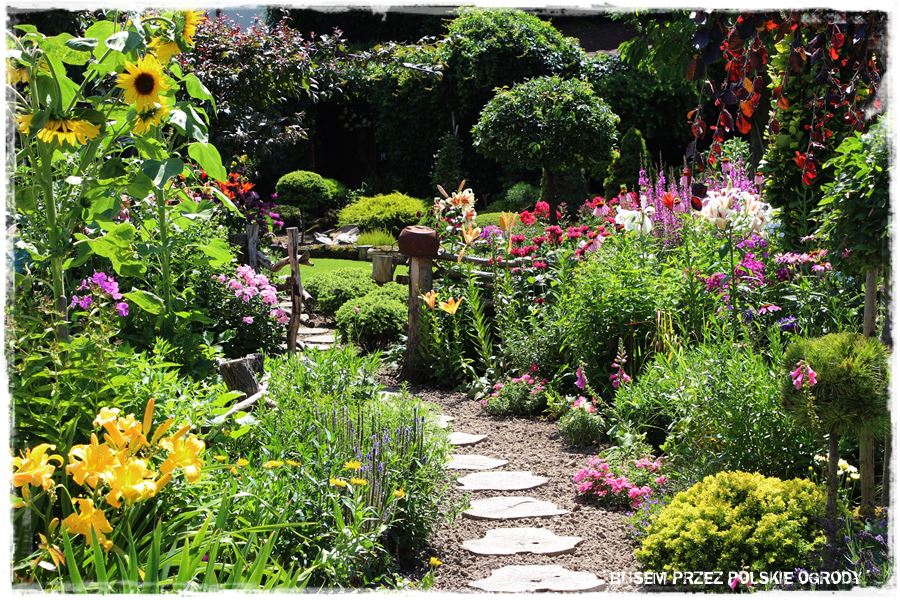 Siew kwiatów wprost do gruntu 11