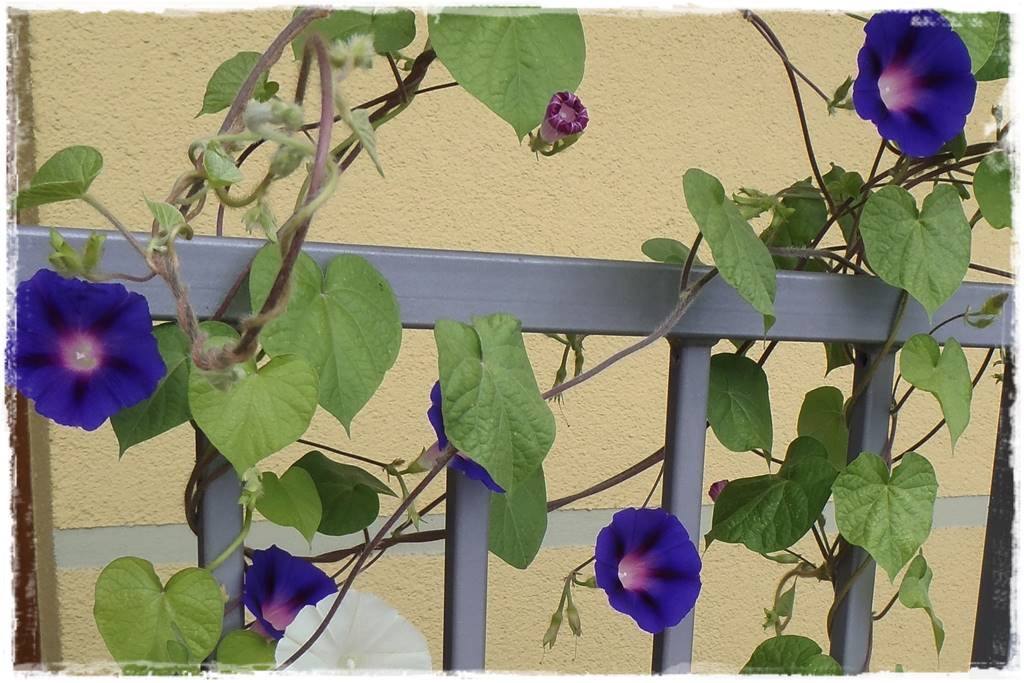 Siew kwiatów wprost do gruntu 12