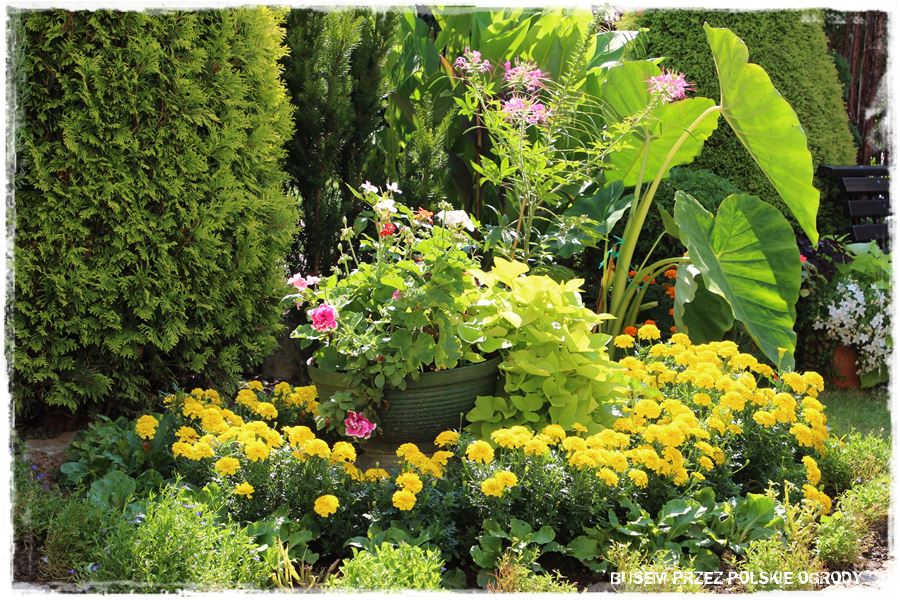 Siew kwiatów wprost do gruntu 14a Siew kwiatów wprost do gruntu 14a