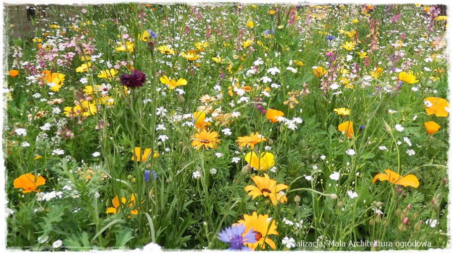 Siew kwiatów wprost do gruntu 17 Siew kwiatów wprost do gruntu 17
