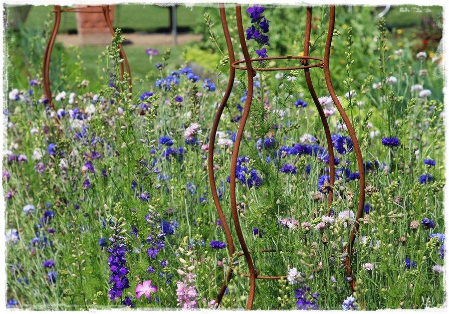 Siew kwiatów wprost do gruntu 18 Siew kwiatów wprost do gruntu 18