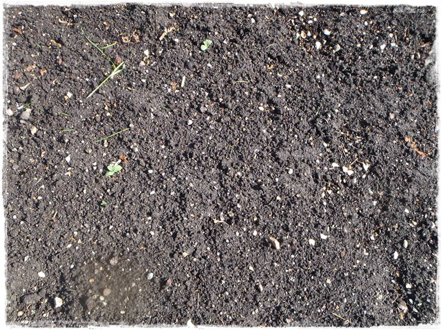 Siew kwiatów wprost do gruntu 19