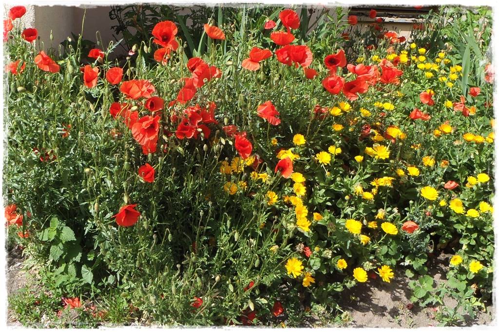 Siew kwiatów wprost do gruntu 2 Siew kwiatów wprost do gruntu 2