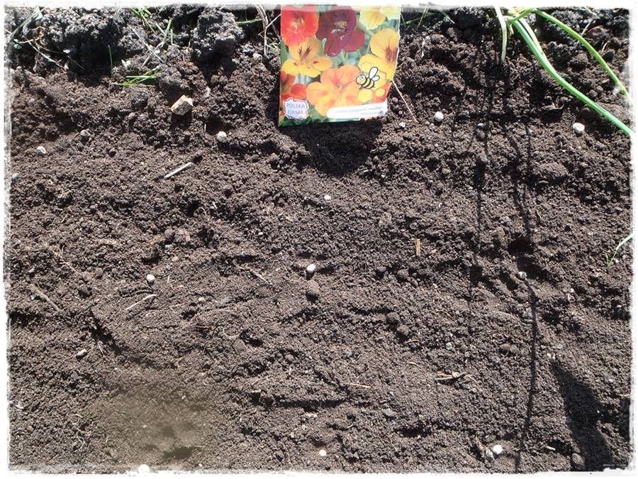 Siew kwiatów wprost do gruntu 20