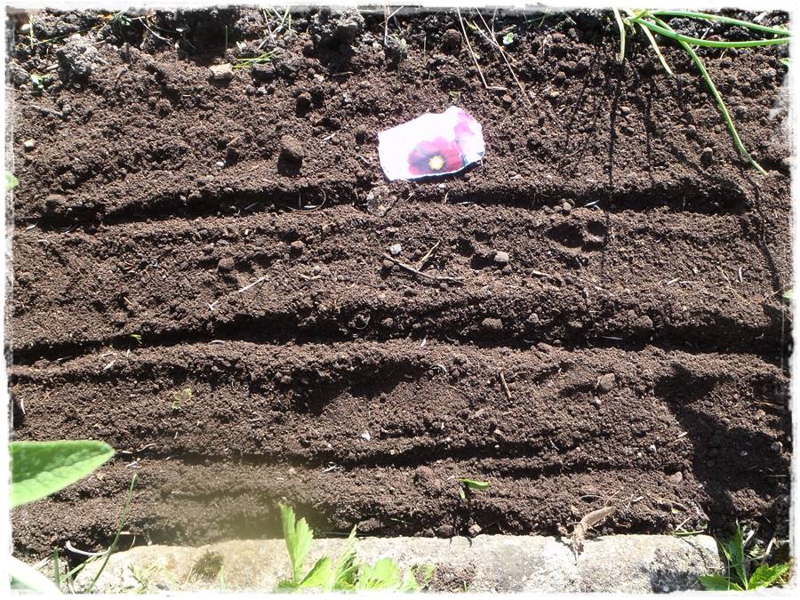 Siew kwiatów wprost do gruntu 21