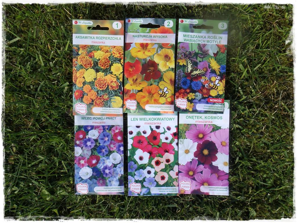 Siew kwiatów wprost do gruntu 22