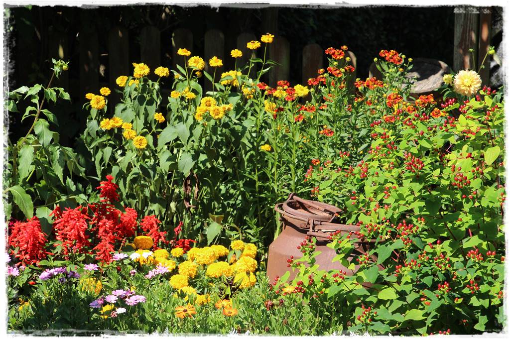 Siew kwiatów wprost do gruntu 23 Siew kwiatów wprost do gruntu 23