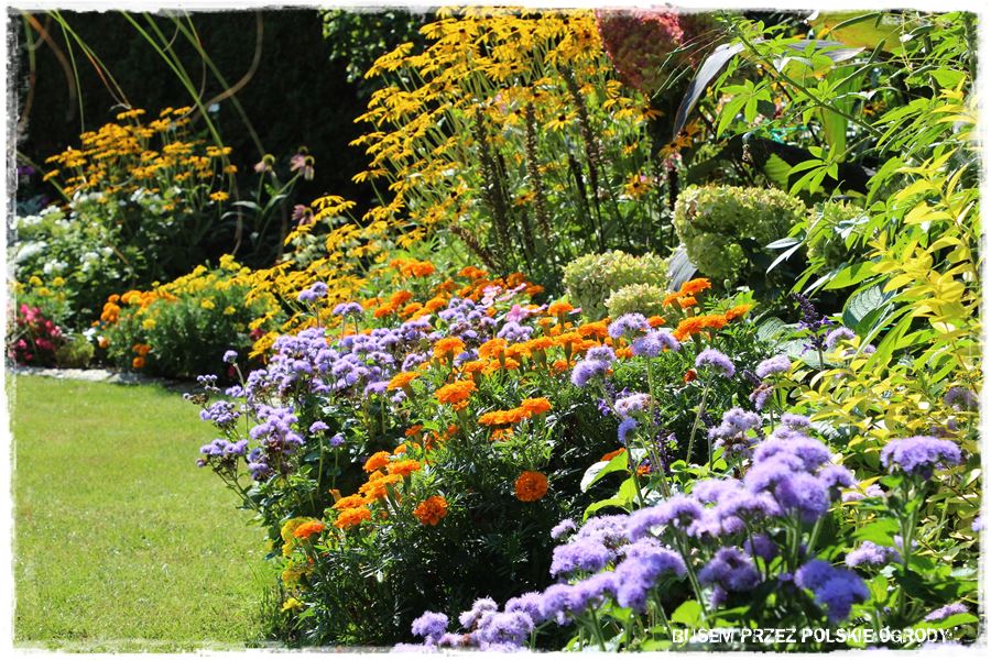 Siew kwiatów wprost do gruntu 24 Siew kwiatów wprost do gruntu 24