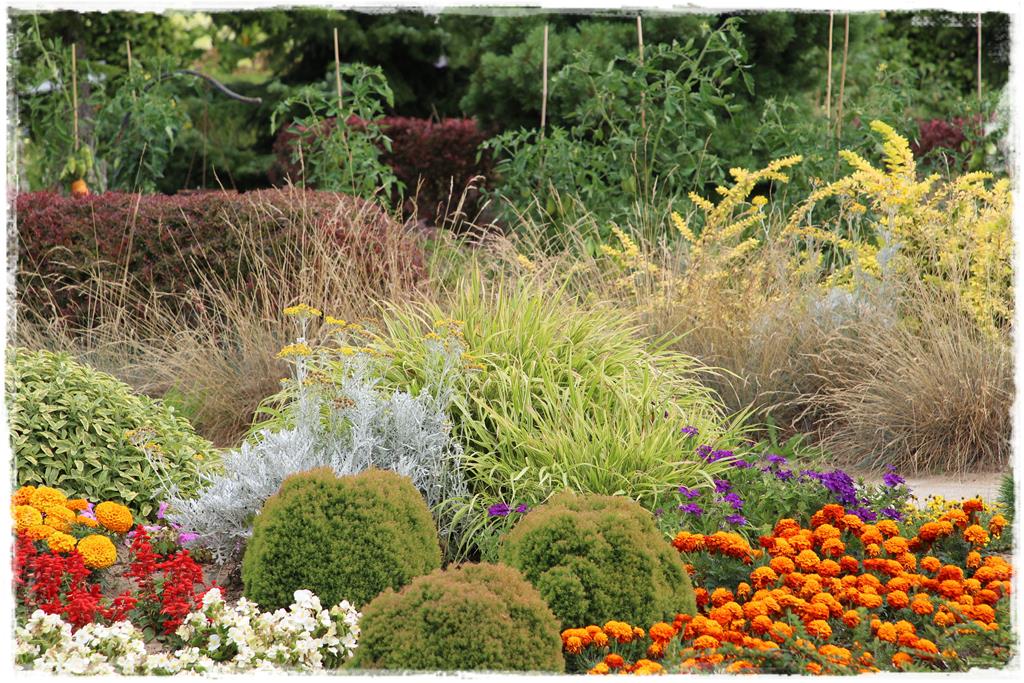 Siew kwiatów wprost do gruntu 26 Siew kwiatów wprost do gruntu 26