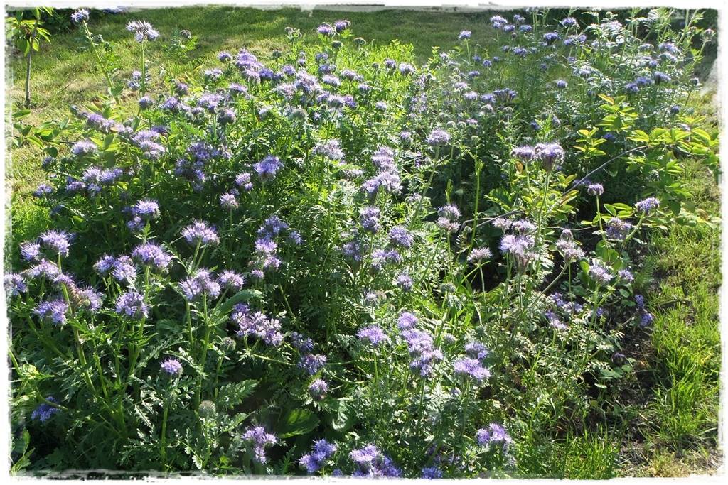 Siew kwiatów wprost do gruntu 3 Siew kwiatów wprost do gruntu 3