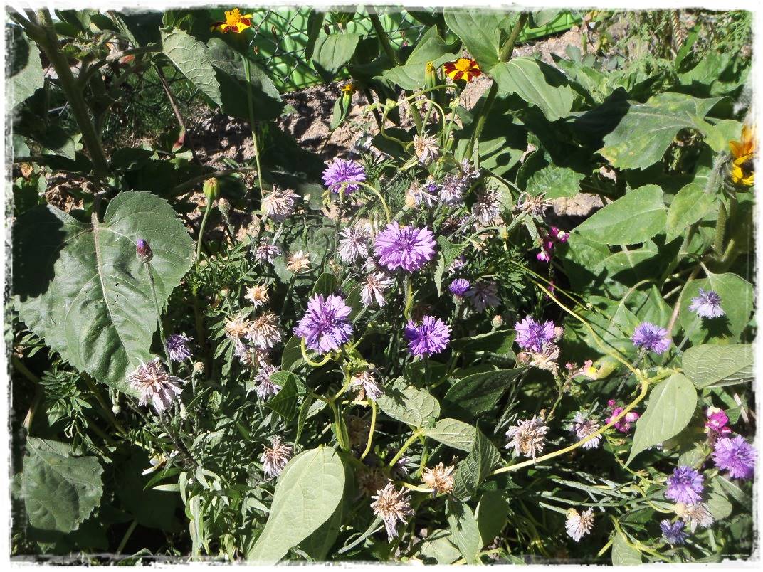 Siew kwiatów wprost do gruntu 4 Siew kwiatów wprost do gruntu 4